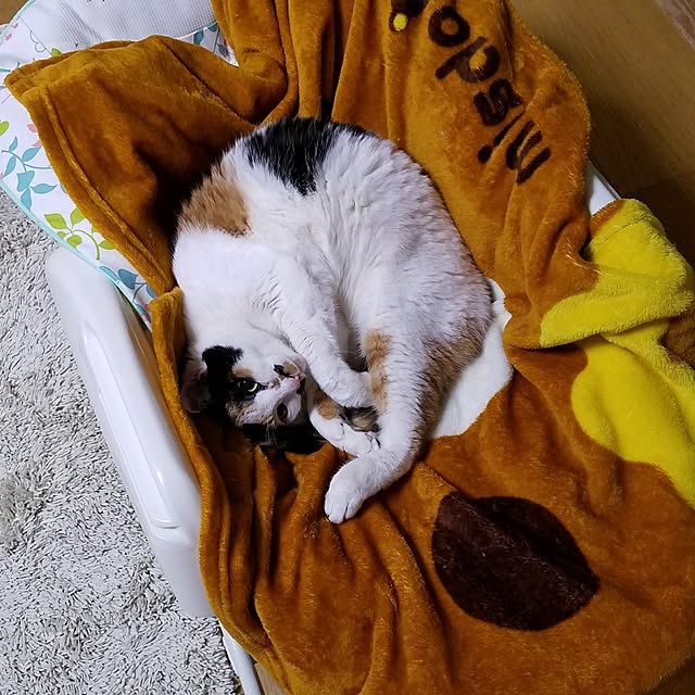 Kinanさんの実例写真