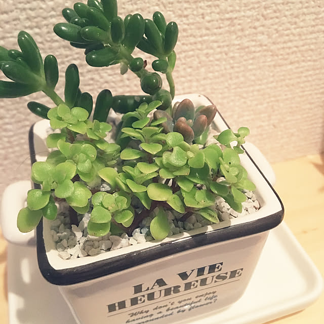 Ayumiさんの実例写真
