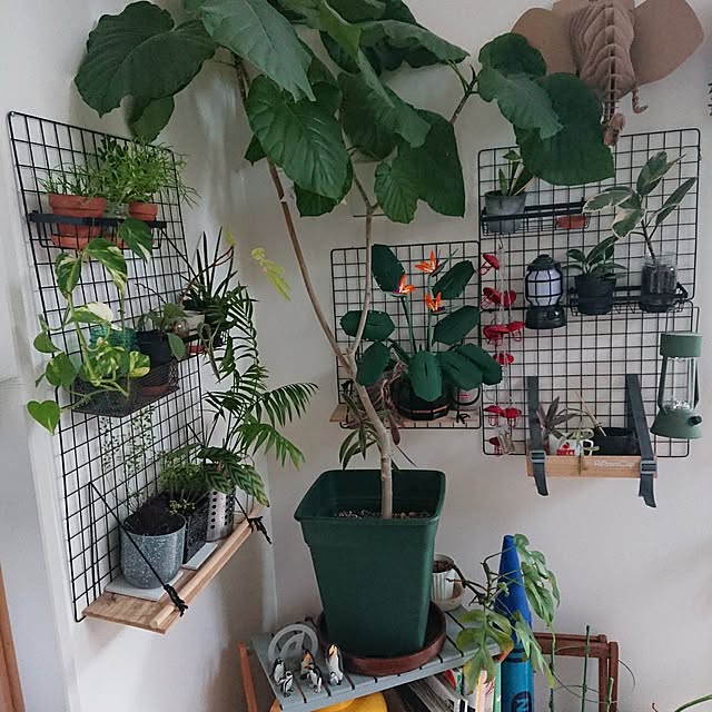 urchinさんの部屋