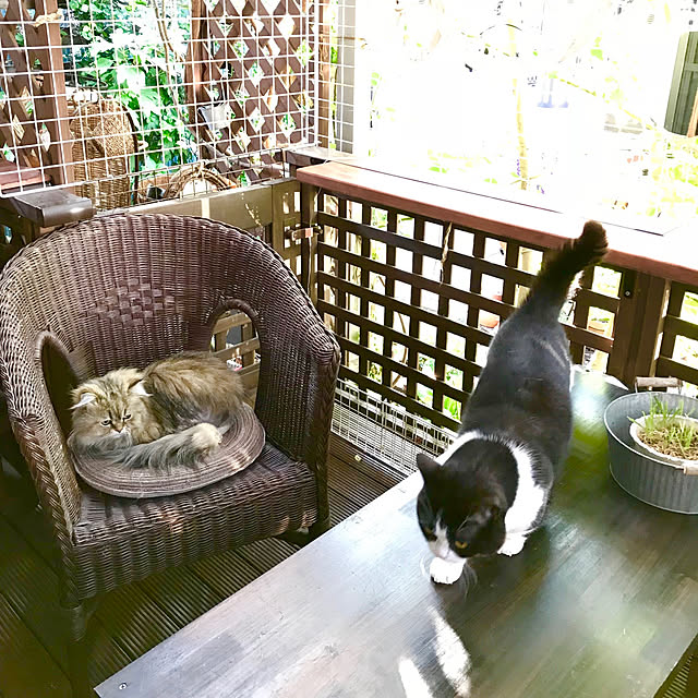 butachanさんの実例写真