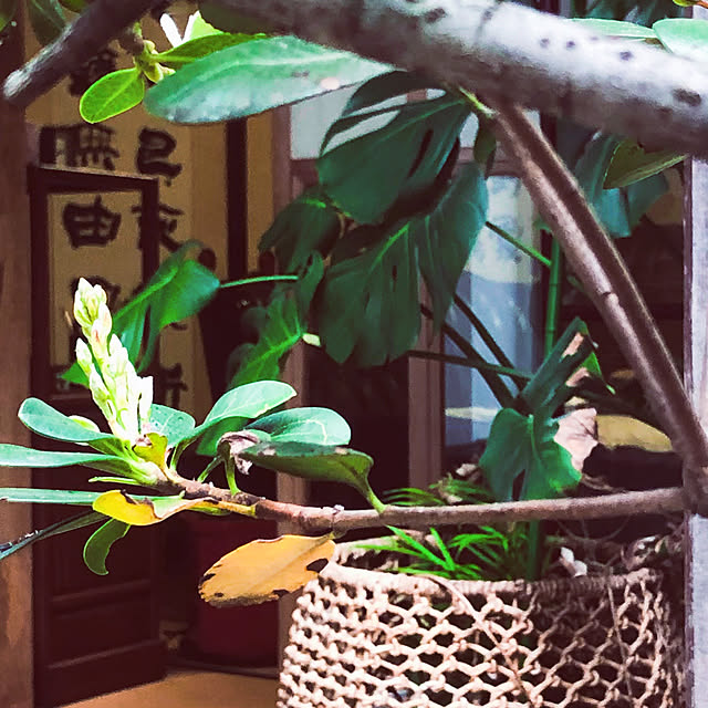 chacoさんの実例写真