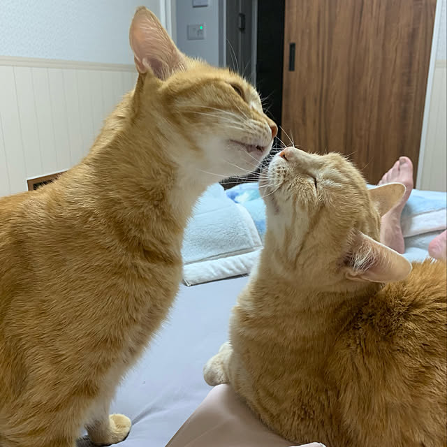mikeume7さんの実例写真