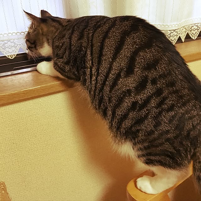 kimikimiさんの実例写真