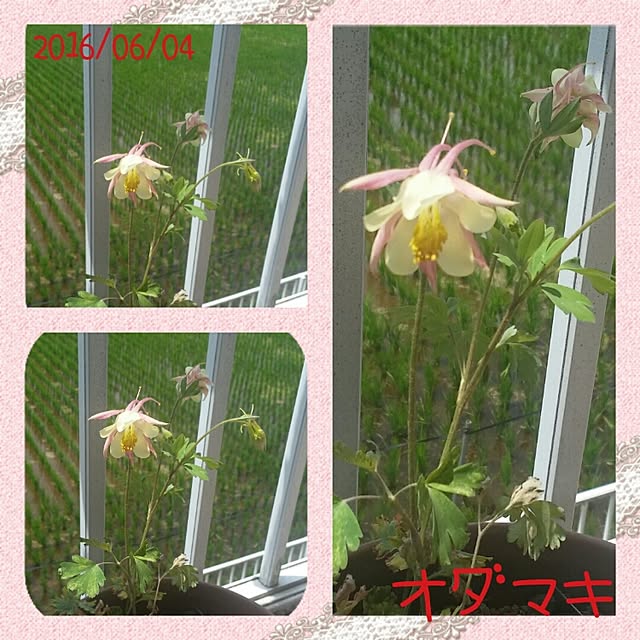 Yumiさんの実例写真