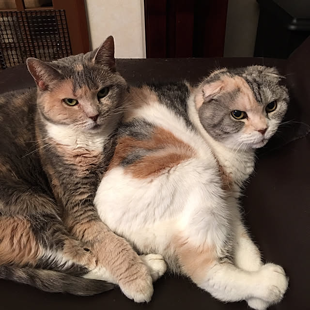 nya_sanさんの実例写真