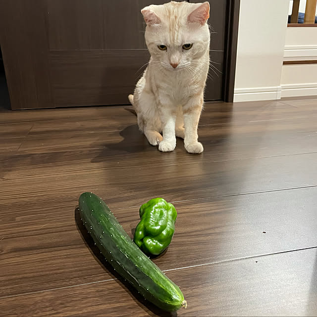 aikaさんの実例写真