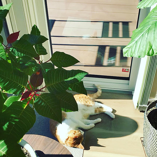houenさんの実例写真