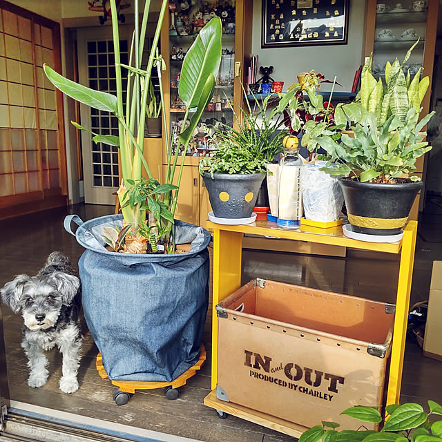 ampinさんの実例写真
