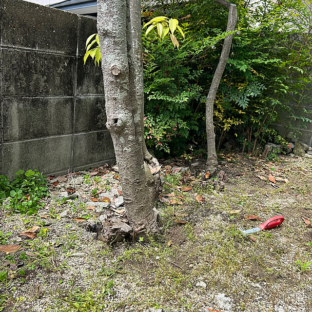 prelumoさんの部屋