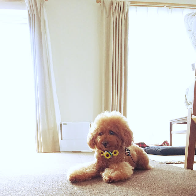 chocoさんの実例写真