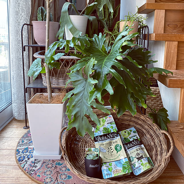 モニター当選/BotaNice/虫対策/植物のある暮らし/多肉植物...などのインテリア実例 - 2021-06-09 14:29:29