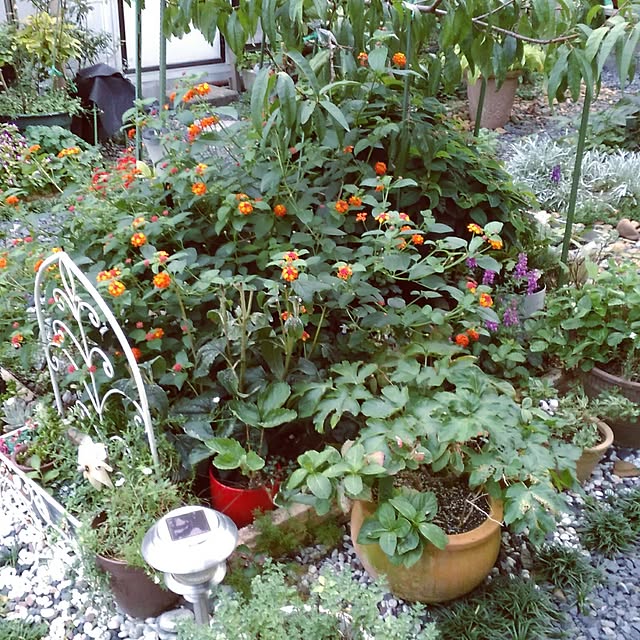 shoko0420さんの実例写真