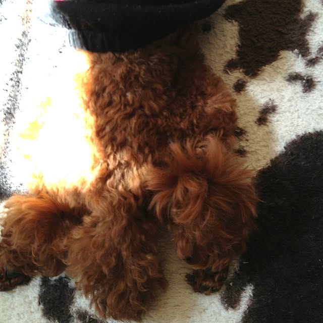 cocoさんの実例写真
