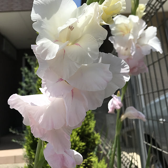 alchoさんの実例写真