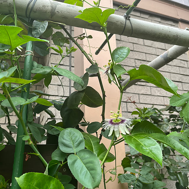 botanさんの部屋