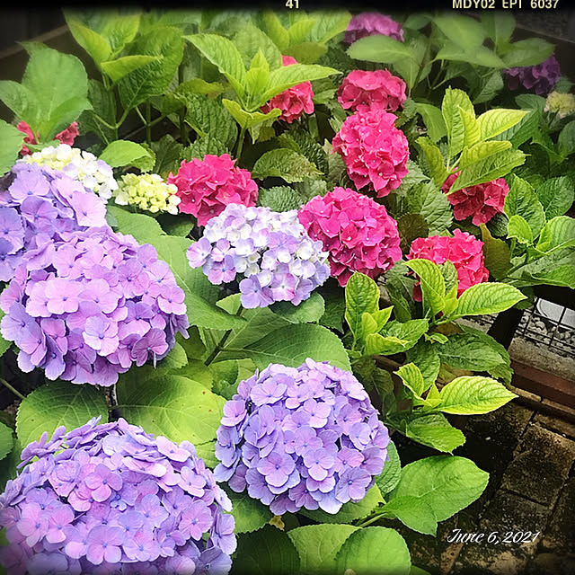 shhさんの実例写真