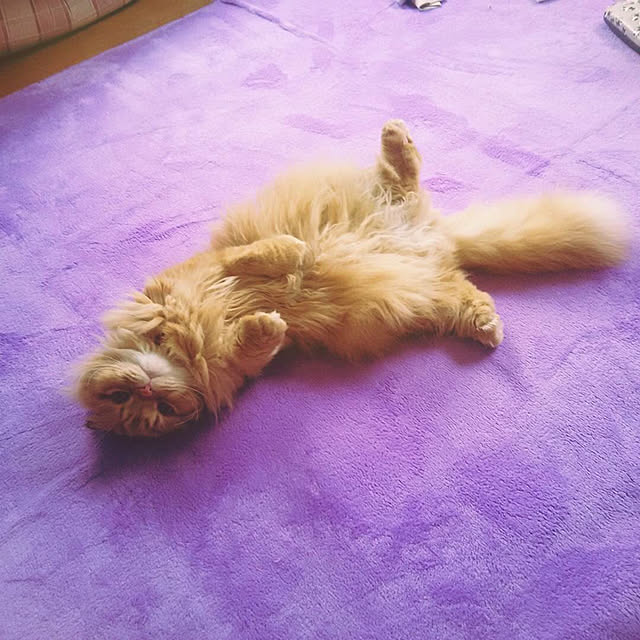 minaさんの実例写真