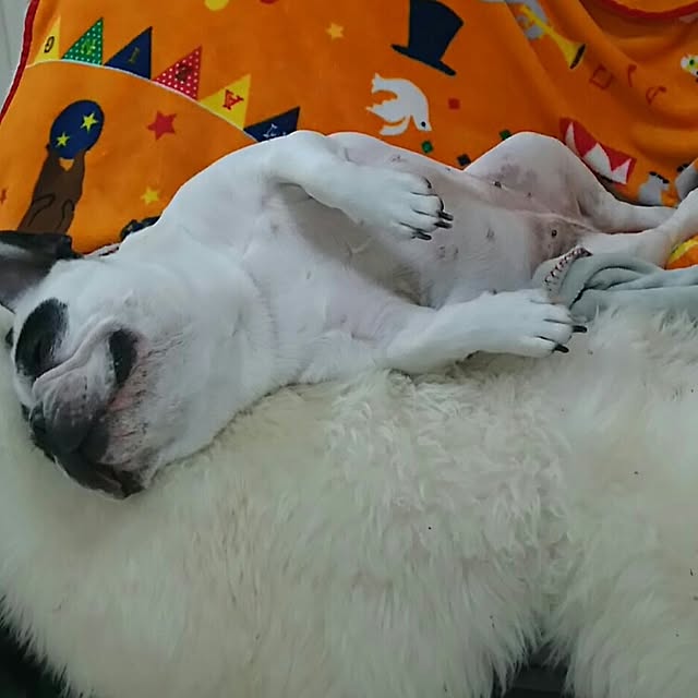 AandPさんの実例写真