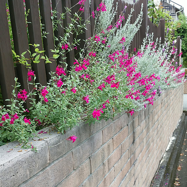 VIORAさんの実例写真