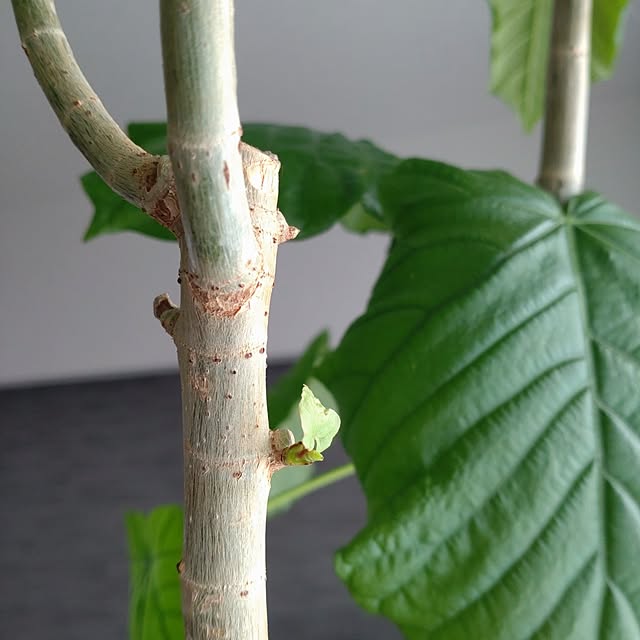 tan5さんの実例写真