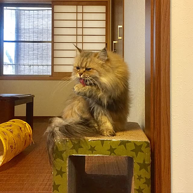 butachanさんの実例写真