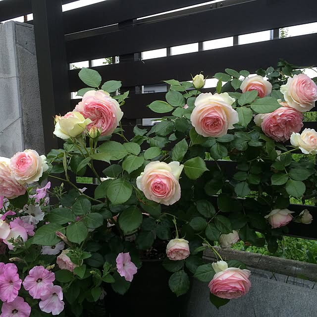 ranaさんの実例写真