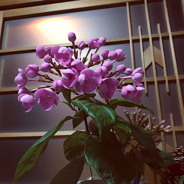 masu...さんの実例写真