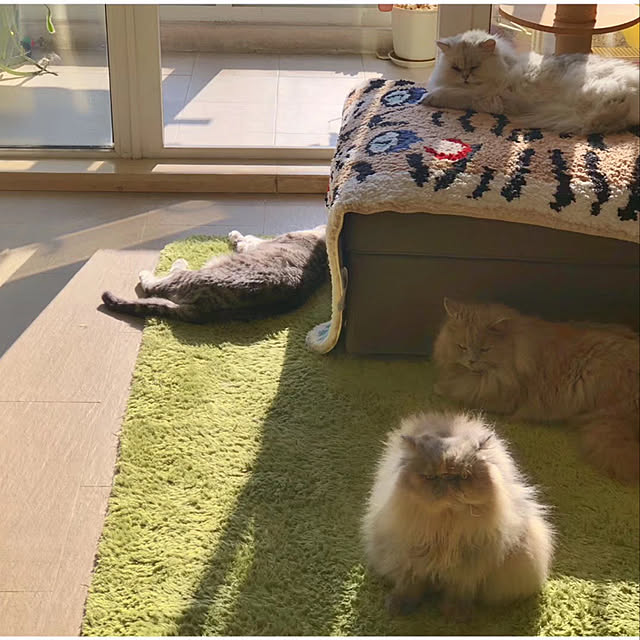 実例写真