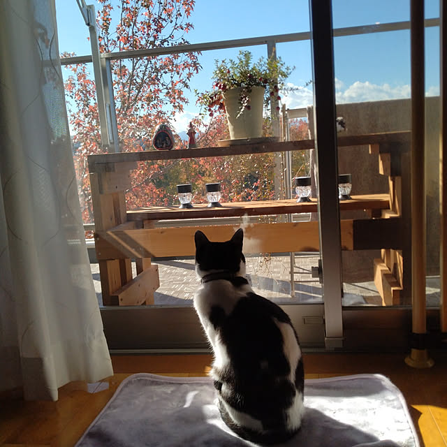 haruissaさんの実例写真
