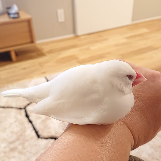 otokiさんの実例写真