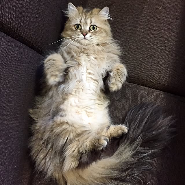butachanさんの実例写真