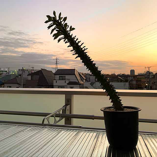 SUZUQNETさんの実例写真
