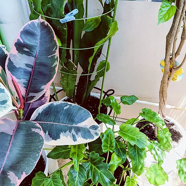 hanachanさんの実例写真