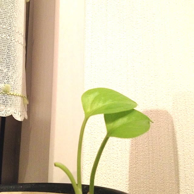 dicekbeetleさんの実例写真