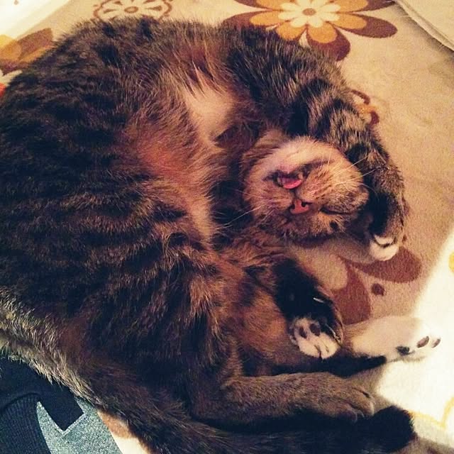 mametarouさんの実例写真