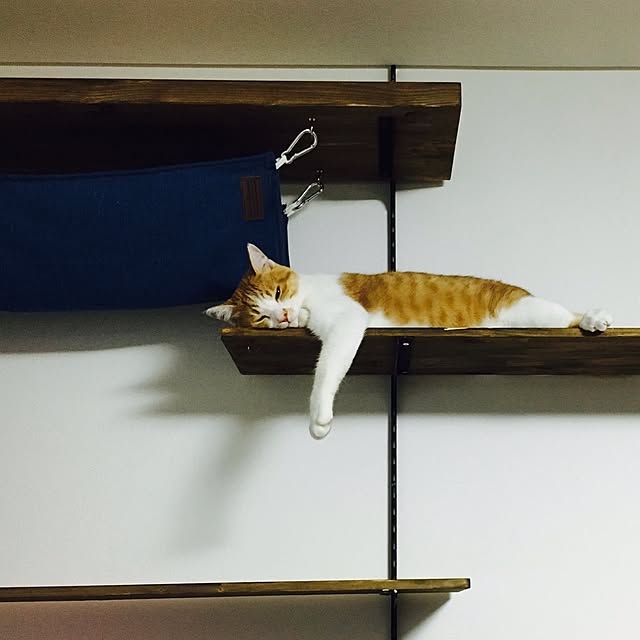 abcさんの実例写真