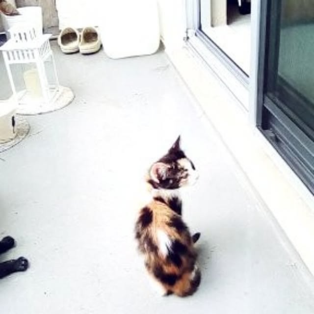 catloveさんの部屋
