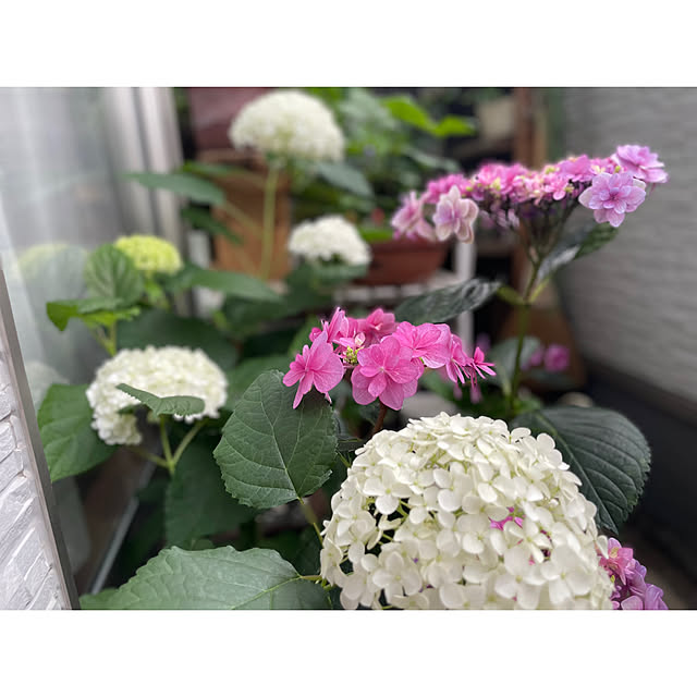 meguko.ryanさんの実例写真
