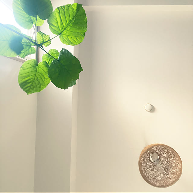 北欧/観葉植物/ナチュラル/雑貨/アンティーク...などのインテリア実例 - 2020-05-24 17:08:23