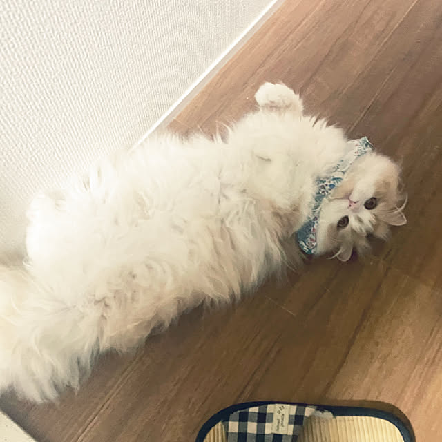 yuuchoさんの実例写真