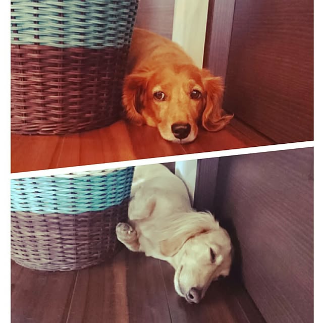 cocosorasakuさんの実例写真