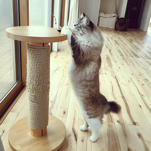 masyacanonさんの実例写真