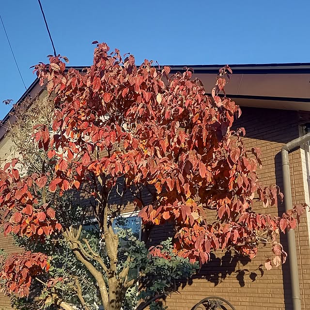 civicglさんの部屋