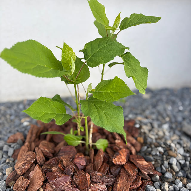 Haruさんの実例写真