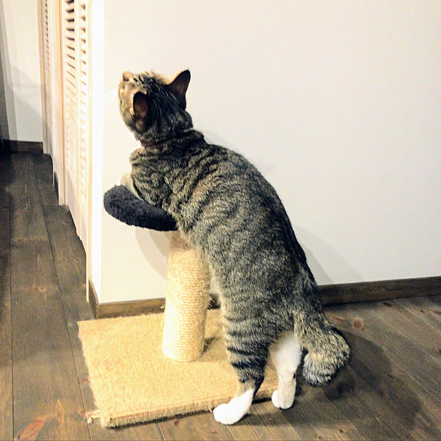 na-sanさんの実例写真
