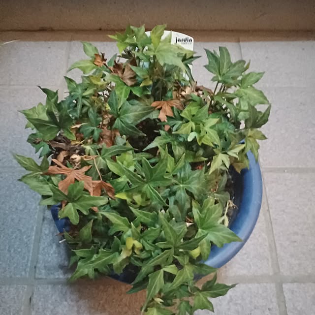 tuushiさんの実例写真