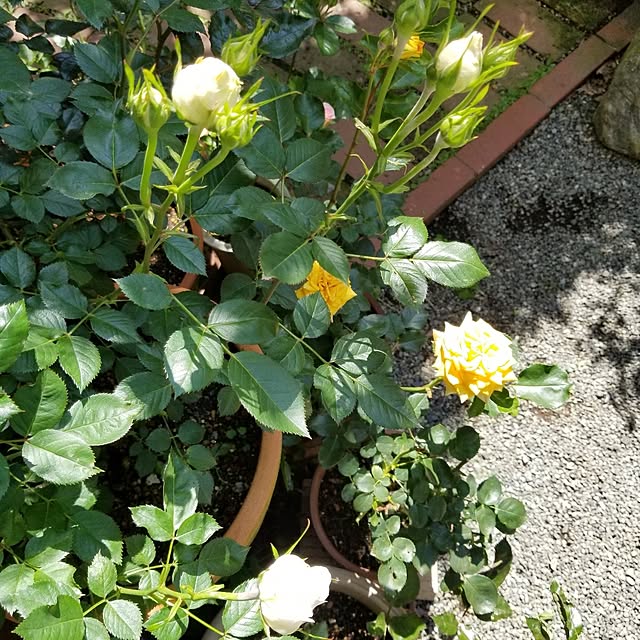 midoriさんの部屋