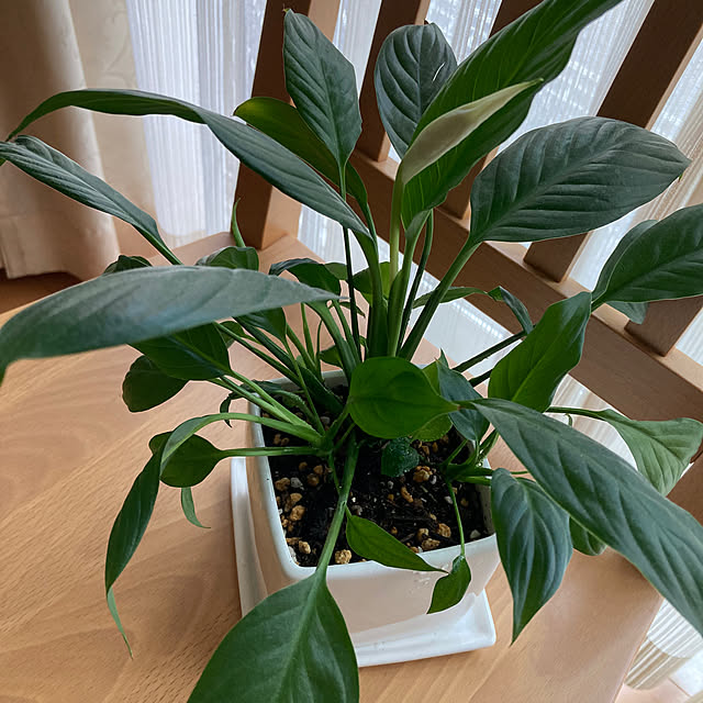 rochiさんの部屋