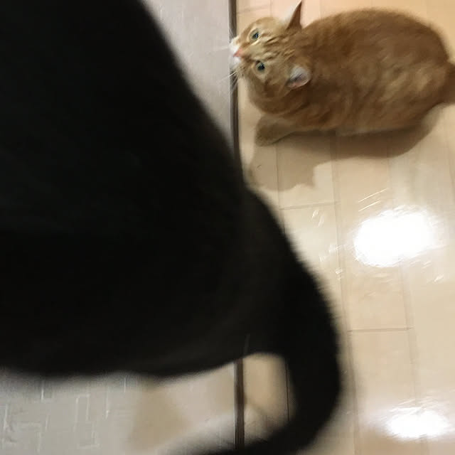nekoさんの実例写真