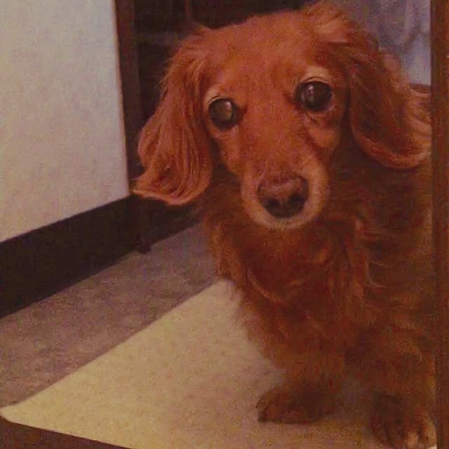 sakuさんの実例写真